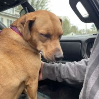 Littleton Area Veterinary Urgent Care ico