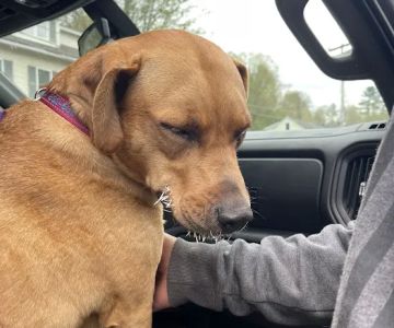Littleton Area Veterinary Urgent Care