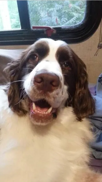 Chelsea Animal Hospital 4