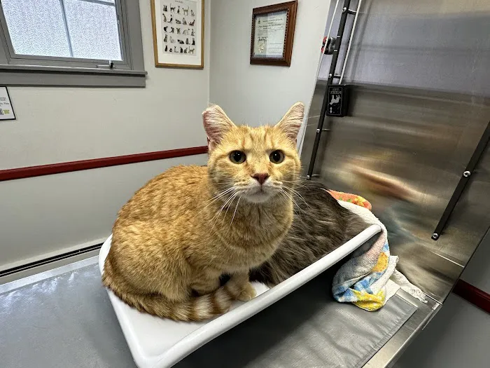 Brattleboro Veterinary Clinic 1