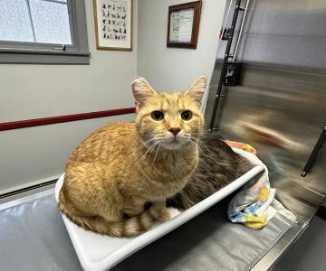 Brattleboro Veterinary Clinic