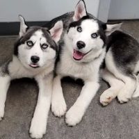 Castleton Corners Veterinary Clinic ico