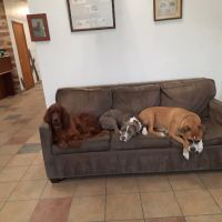Main St. Animal Hospital ico
