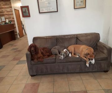 Main St. Animal Hospital
