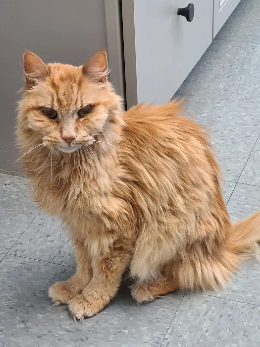 Mitchell Animal Hospital, PLLC 4