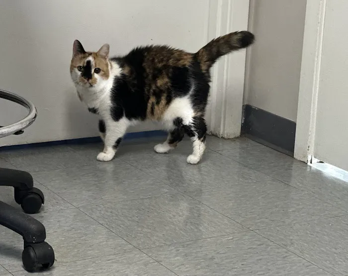 Mitchell Animal Hospital, PLLC 1