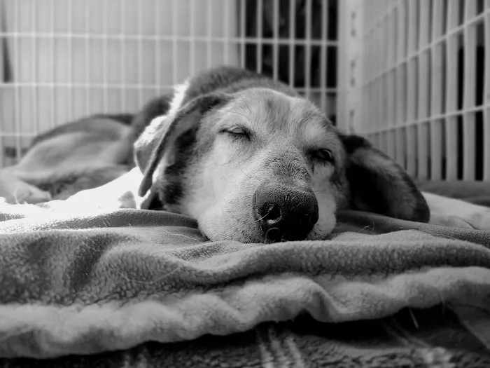 Mitchell Animal Hospital, PLLC 6