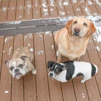 Brentwood Country Animal Hospital, PLLC ico