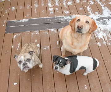 Brentwood Country Animal Hospital, PLLC