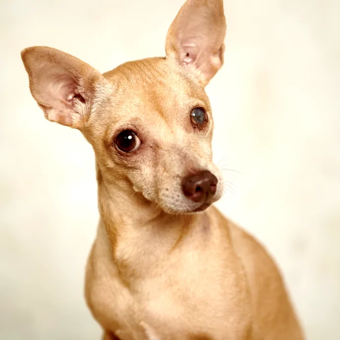 Brentwood Country Animal Hospital, PLLC 2