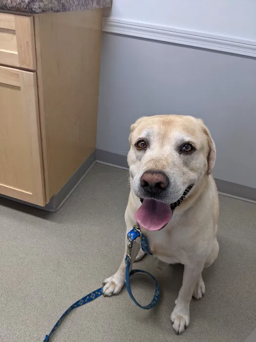 Brentwood Country Animal Hospital, PLLC 4