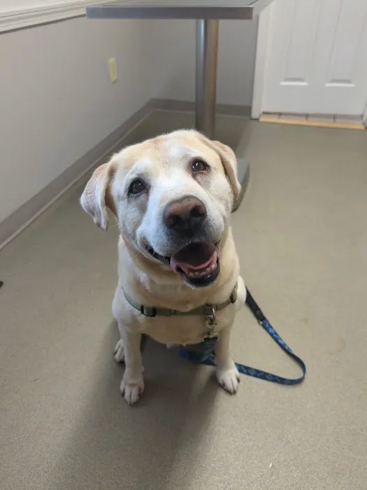 Brentwood Country Animal Hospital, PLLC 7