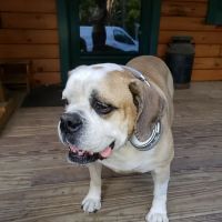 Brentwood Country Animal Hospital: Hunt Julia DVM ico