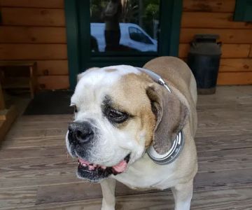 Brentwood Country Animal Hospital: Hunt Julia DVM