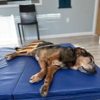 The Veterinary Wellness Center ico