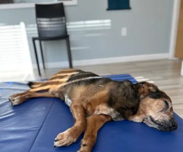 The Veterinary Wellness Center