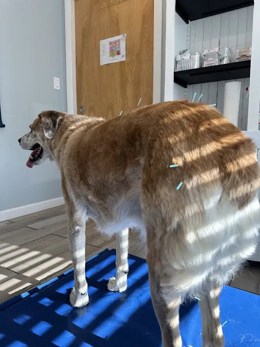 The Veterinary Wellness Center 8