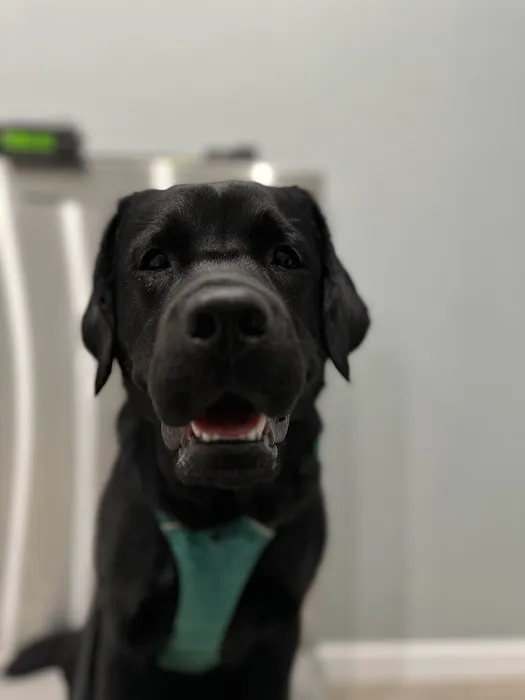 The Veterinary Wellness Center 9