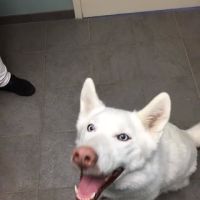 Epping Road Veterinary Hospital ico