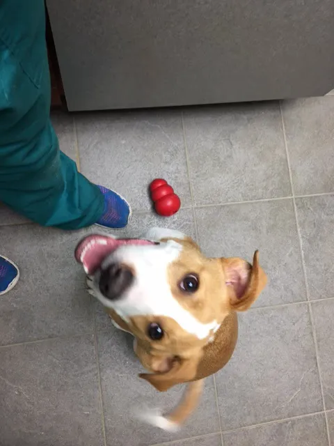 Epping Road Veterinary Hospital 7