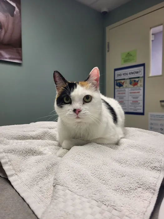 Epping Road Veterinary Hospital 9
