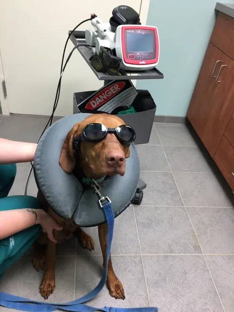 Epping Road Veterinary Hospital 10