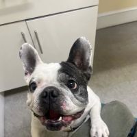 Huron Veterinary Hospital ico