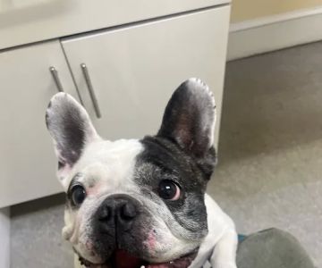 Huron Veterinary Hospital