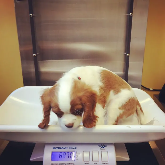 Huron Veterinary Hospital 3