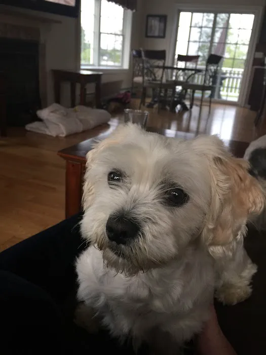 Saugus Animal Hospital 2