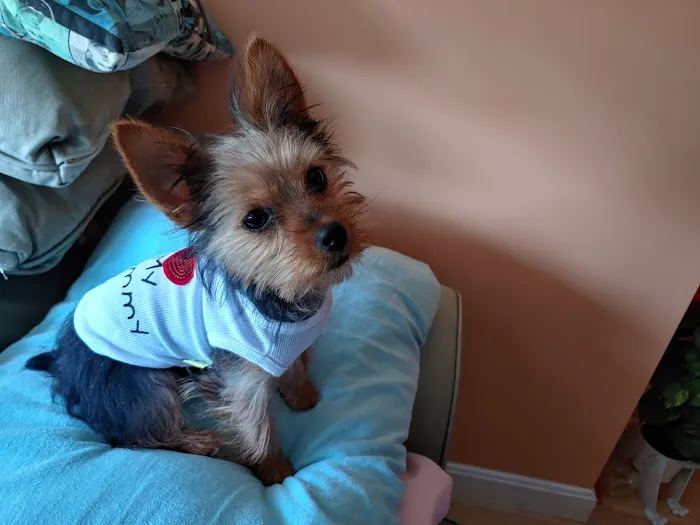 Saugus Animal Hospital 1