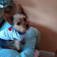 Saugus Animal Hospital ico
