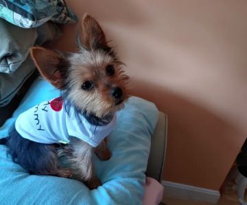 Saugus Animal Hospital