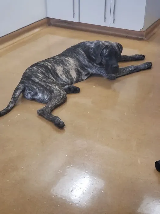 Saugus Animal Hospital 5