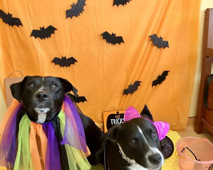 Saugus Animal Hospital 7