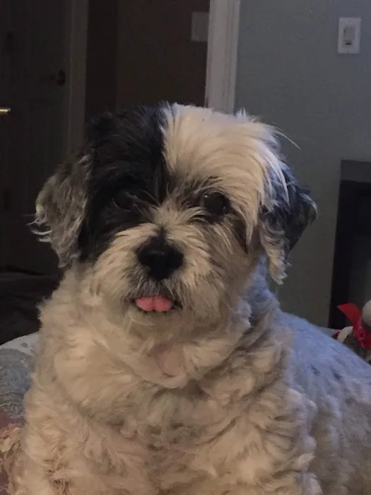 Saugus Animal Hospital 9