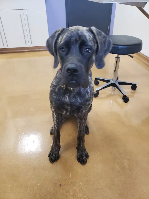 Saugus Animal Hospital 10