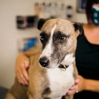 Winter Hill Veterinary Clinic ico