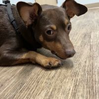 Veterinary Urgent Care Center - Saugus ico