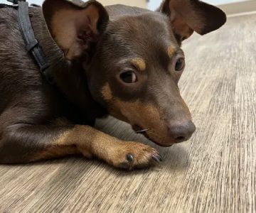 Veterinary Urgent Care Center - Saugus