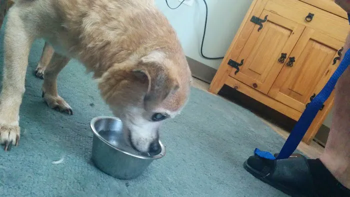 VCA Everett Animal Hospital 3