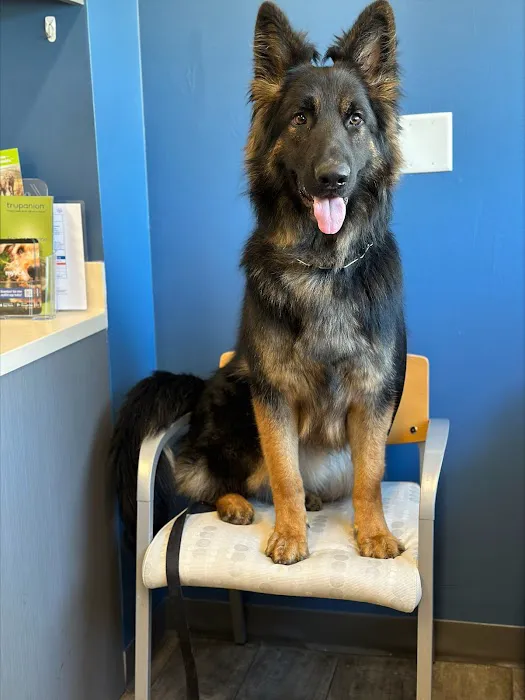 VCA Everett Animal Hospital 8