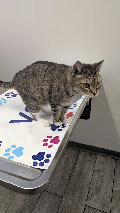 VCA Everett Animal Hospital 10
