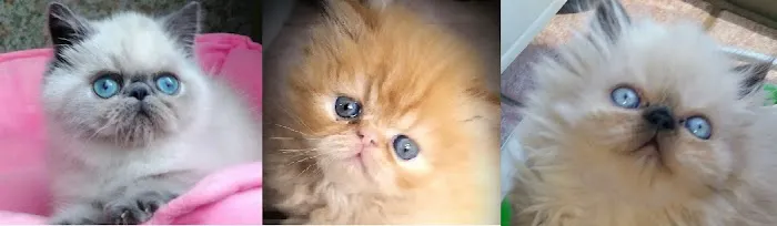 Lionzden Cattery 1