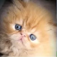 Lionzden Cattery ico