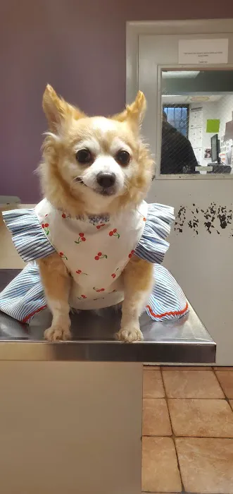 Revere Pet Clinic 3
