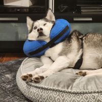 BluePearl Pet Hospital ico
