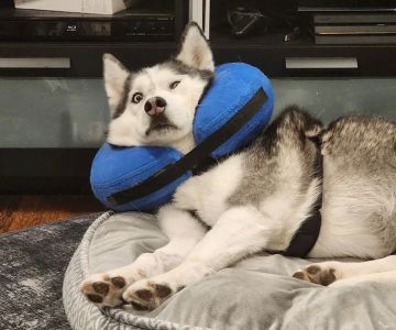 BluePearl Pet Hospital