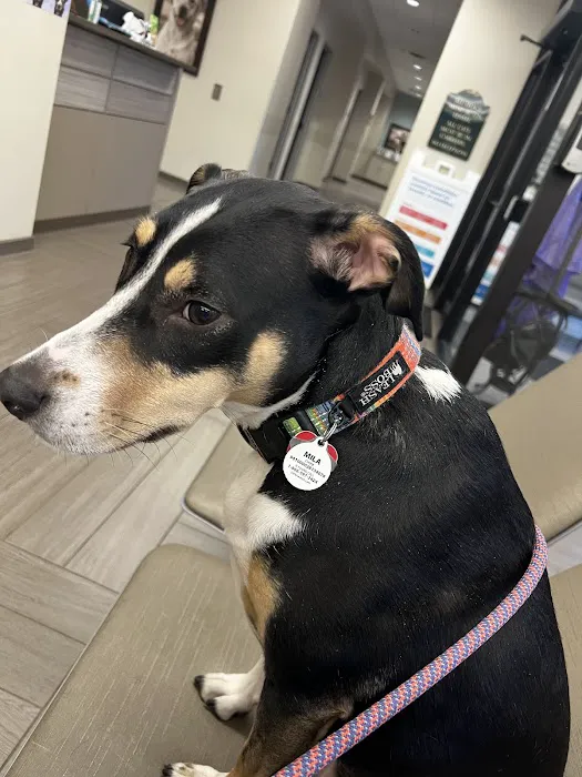 BluePearl Pet Hospital 8