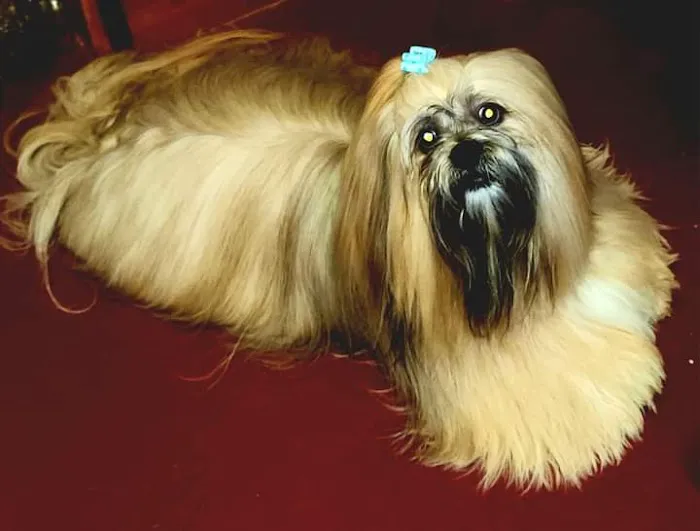 BluePearl Pet Hospital 10
